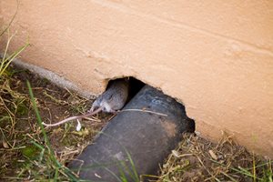 How Do Mice Get inside the Basement? – Video Inspection